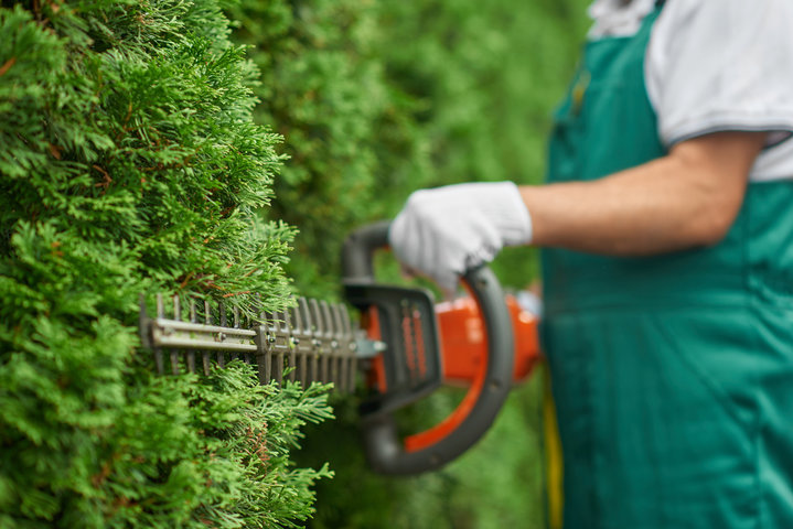 Tree, Shrub & Hedge Care