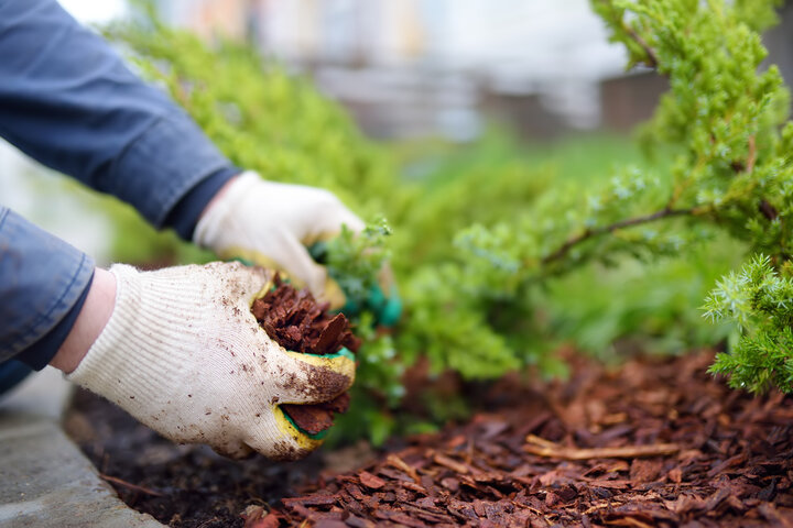 Landscaping, Gardens & Planting