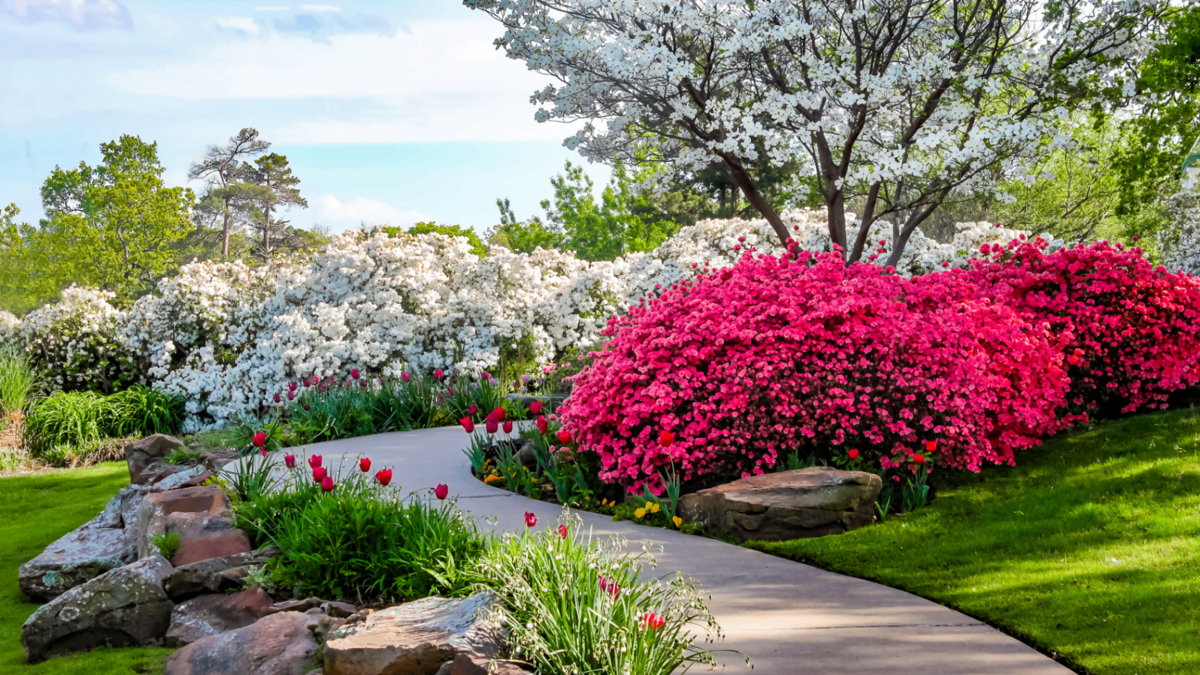 Shaped azalea and dogwood blooms lining a curved walkway