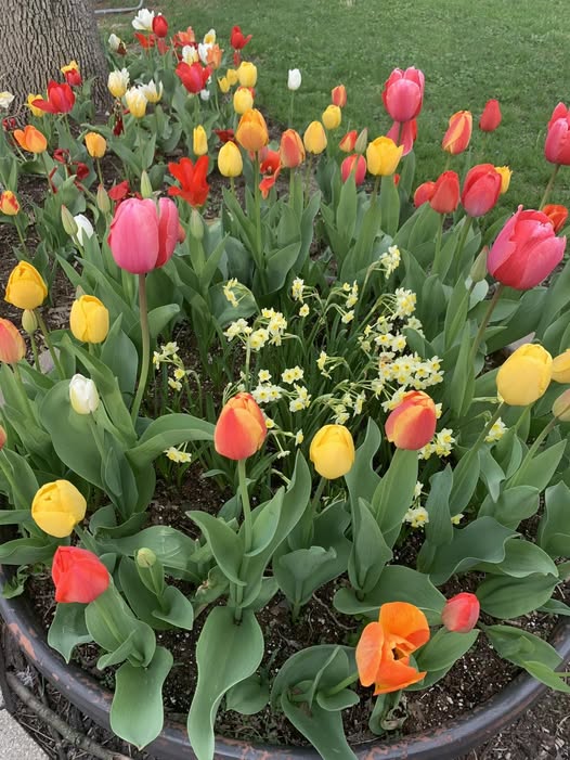 Colorful tulip container planting